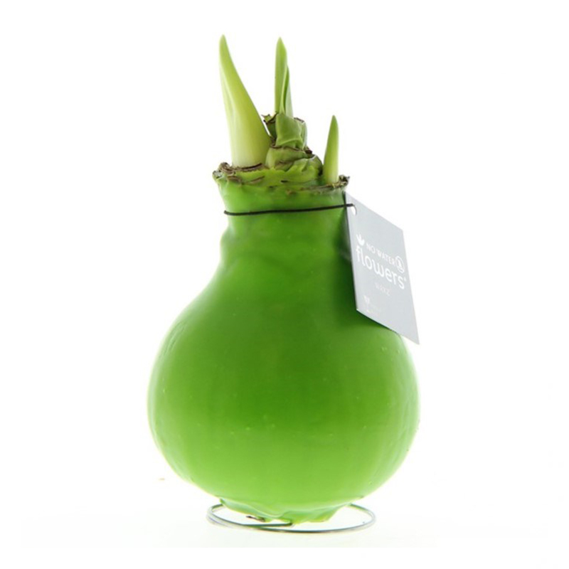 Amaryllis-løg i gaveæske - Billede 20